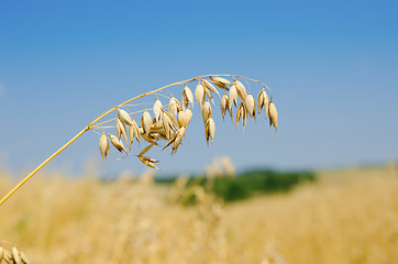 Image showing oats closeup under cloudy sky