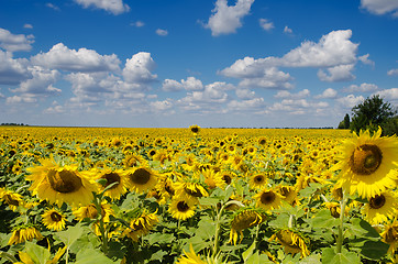 Image showing sunflower field under cloudy sky