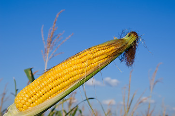 Image showing raw maize over field