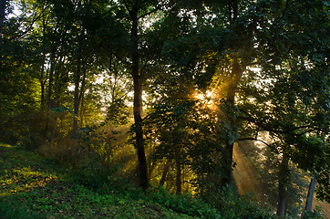 Image showing morning sun sunlight beams through coniferous tree 