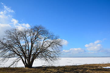 Image showing Lone alder tree at coast