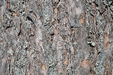 Image showing Background pine tree bark