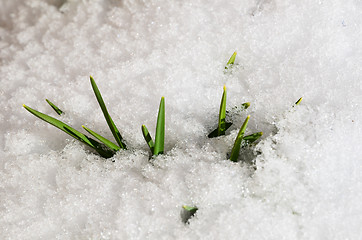 Image showing Springtime