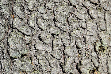 Image showing Bark background