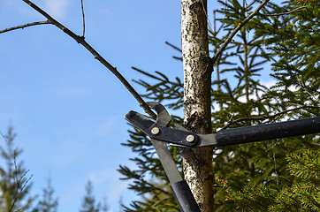 Image showing Cutting with shears in forest