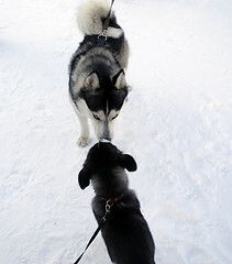 Image showing Husky and puppy of husky