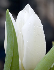 Image showing White tylip