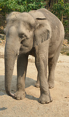 Image showing asian elephant