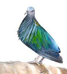 Image showing blue pigeon