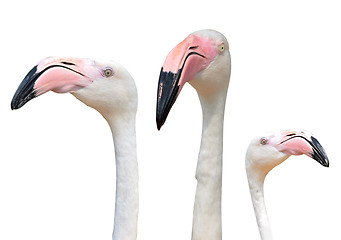 Image showing pink flamingoes