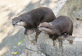 Image showing otters