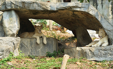 Image showing lionesses