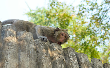 Image showing angry monkey