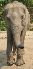 Image showing asian elephant