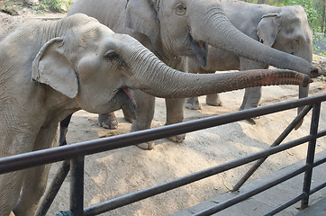 Image showing elephants