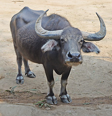 Image showing gaur or seladaing 