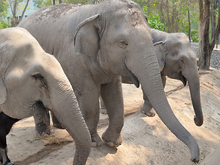 Image showing elephants