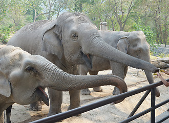 Image showing elephants