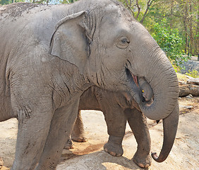 Image showing elephants