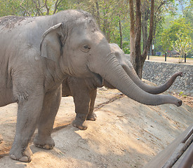 Image showing elephants