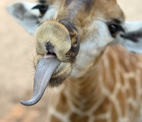 Image showing funny giraffe