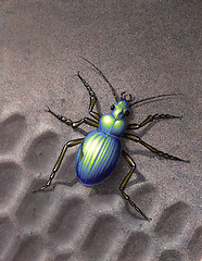Image showing beetle running over skidmark