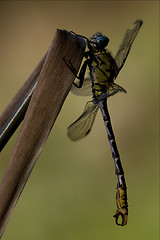 Image showing side of  wild  yellow black dragonfly anax imperator 
