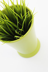 Image showing Grass growing in a flowerpot