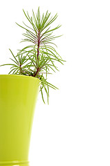 Image showing Houseplant growing in a flowerpot