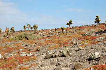 Image showing Rocky terrain in the Galapagos Islands