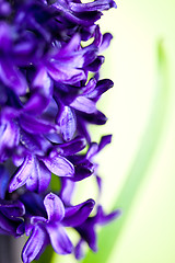 Image showing blue hyacinth 