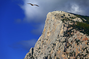 Image showing Summer rocks and seagull flying in blue sky