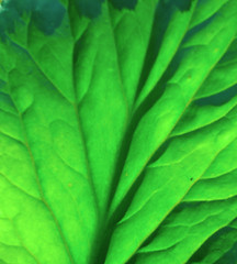 Image showing Green Leaf Background