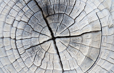 Image showing Closeup of Old Pine Saw Cut.
