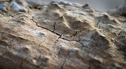 Image showing Wood Background with Selective Focus.