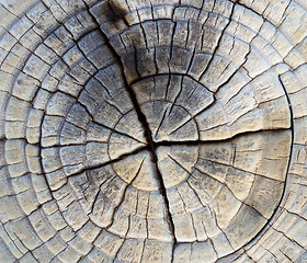 Image showing Closeup of Old Pine Saw Cut.