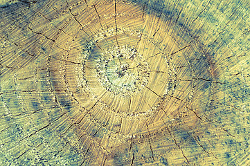 Image showing Closeup of Old Pine Saw Cut.