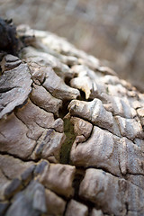 Image showing Vintage Grungy Old Wood.