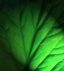 Image showing Green Leaf Background