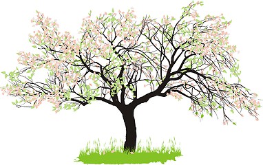 Image showing Apple tree in spring