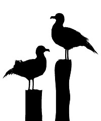 Image showing Sea gull silhouettes