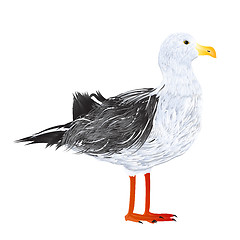 Image showing Seagull