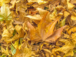 Image showing Falling leaves