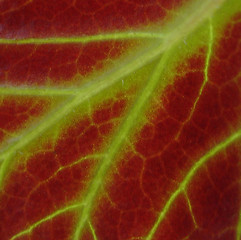 Image showing Close up of a leaf