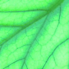 Image showing Close up of a leaf