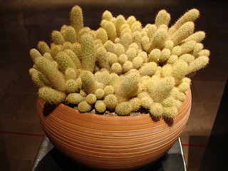 Image showing Mexican Cactus I