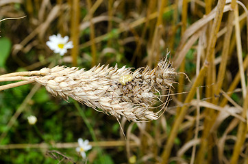 Image showing four-spot orb-weaver spider wheat ears 