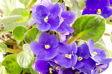 Image showing bright purple flowers blooming  Saintpaulia 