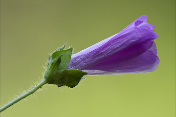 Image showing  arborea  punctata