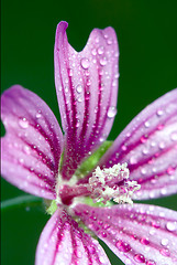 Image showing violet flower malva 